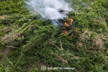 В приграничье уничтожено 145 кг конопли
