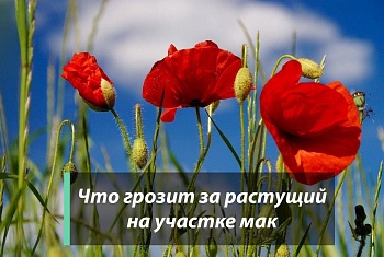 Что грозит за растущий на участке мак