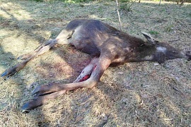 На границе с Литвой обнаружен павший лось