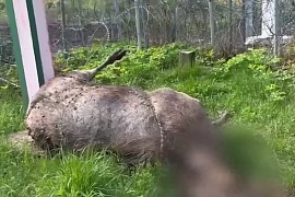На границе с Литвой обнаружен павший лось