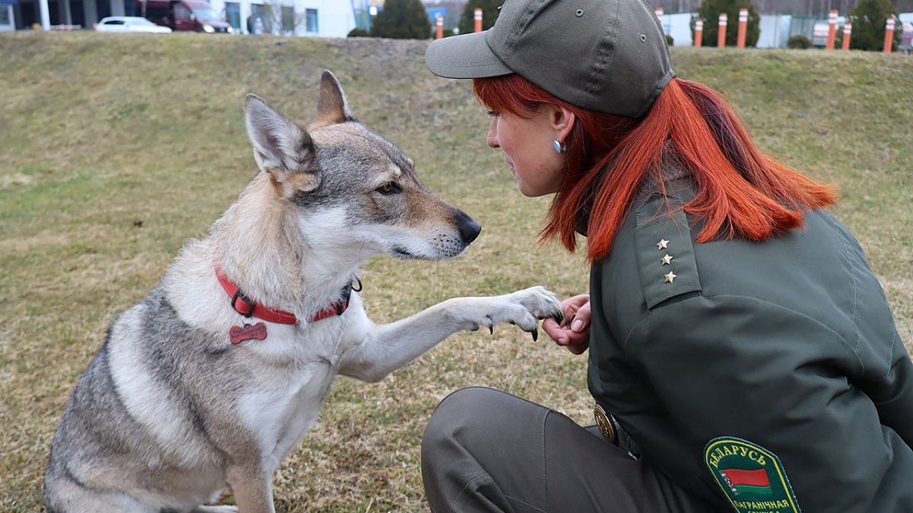 Владеет гипнозом и может уловить «облако» — в пункте пропуска «Бенякони» служит настоящий волк?