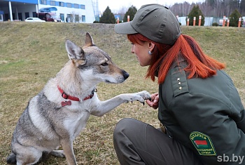 Владеет гипнозом и может уловить «облако» — в пункте пропуска «Бенякони» служит настоящий волк?