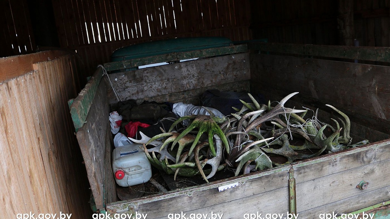 Поездка через границу за рогами и металлоломом закончилась привлечением к уголовной ответственности Поездка через границу за рогами и металлоломом закончилась привлечением к уголовной ответственности