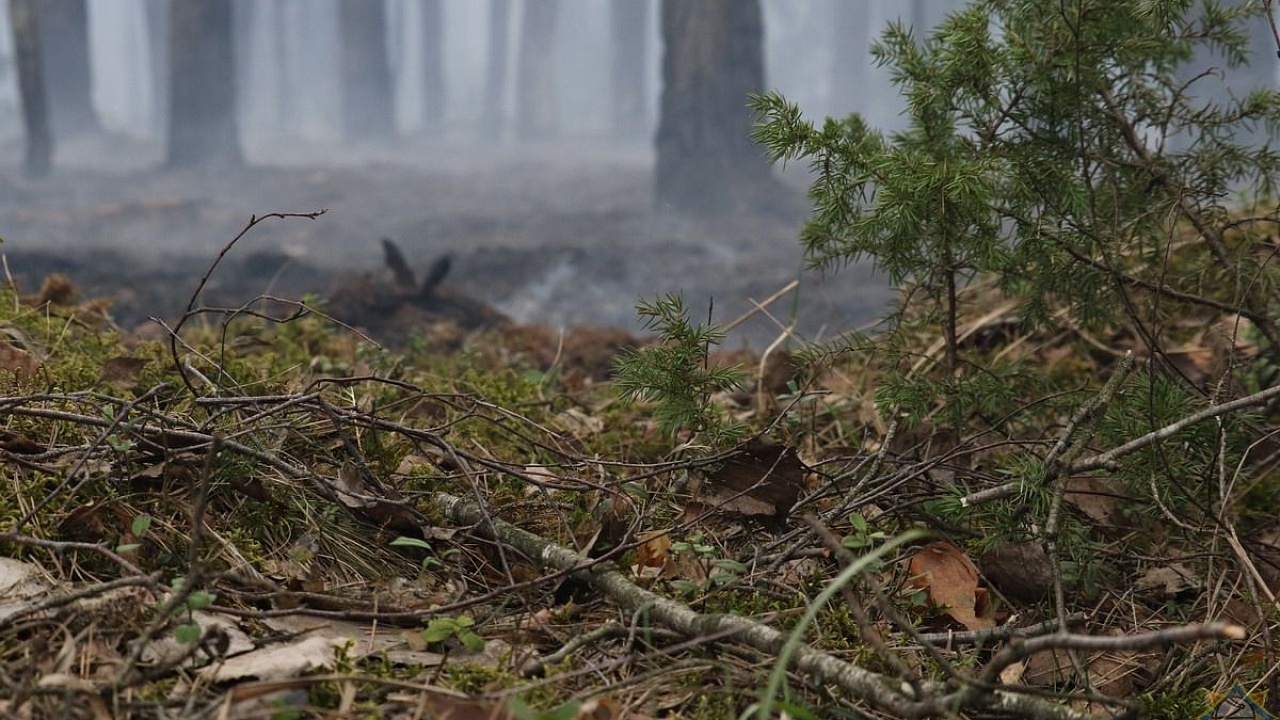 Лесной пожар около автодороги Р-42 (Гродно - Гожа - граница с Литовской Республикой) ликвидирован