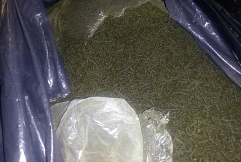 Гродненские пограничники пресекли попытку перемещения через белорусско-польскую границу около 80 кг насвая