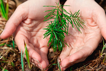 Лес! Дабро!Парадак!: личный состав войсковой части 1463 внес вклад в лесовосстановление Дзержинщины