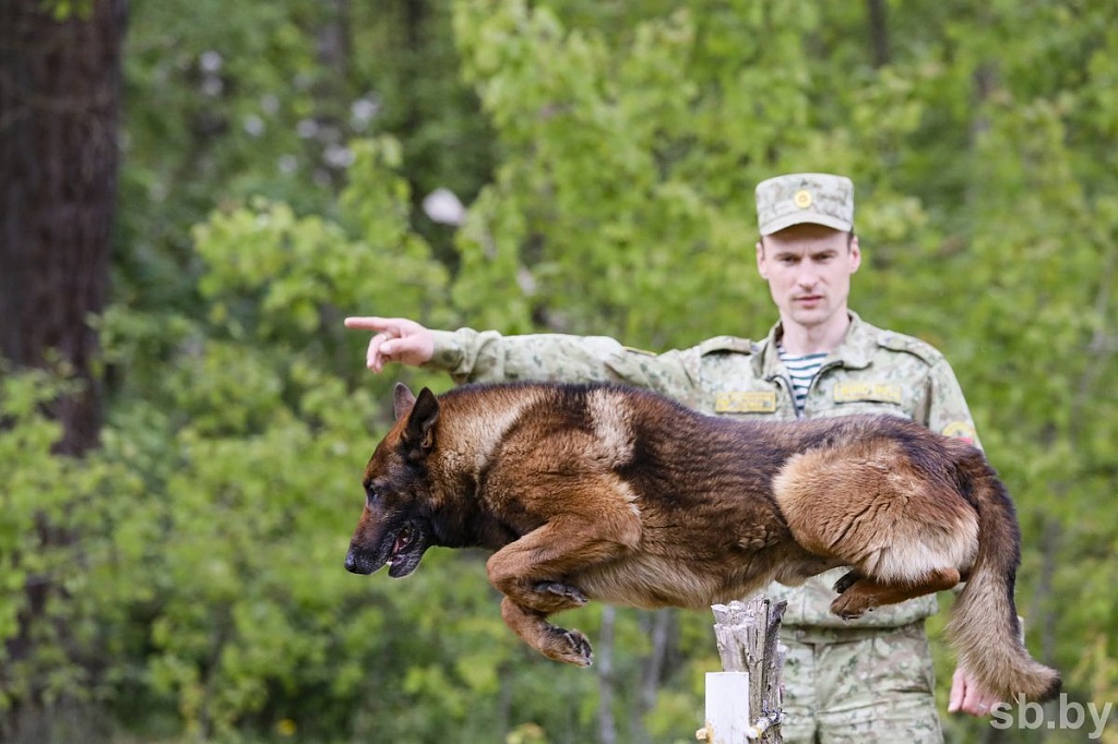 Собака — лучший помощник пограничника.
